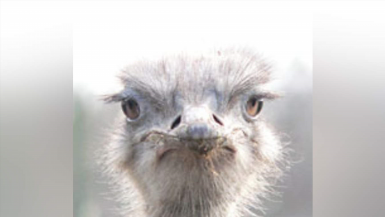 Ostrich vpn скачать